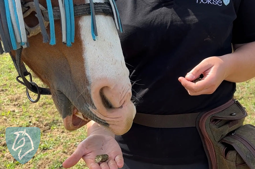 Bruger Du Også Godbidder Til Din Hest? | Nordic Horse