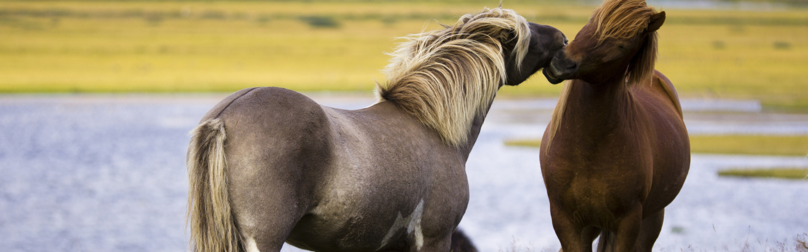 Fodring Af Den Islandske Hest — Nordichorse