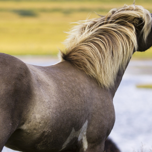 Fodring af den islandske hest