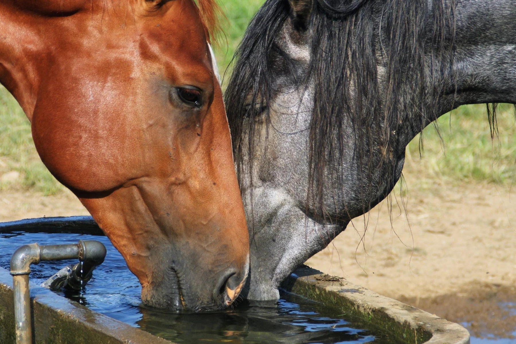 Er din hest dehydreret?