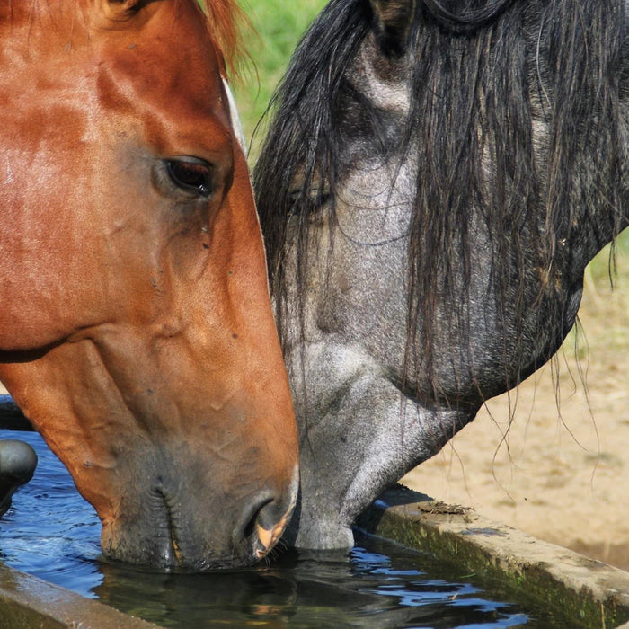 Er din hest dehydreret?