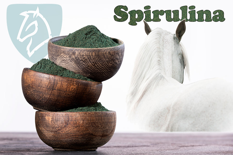 Spirulina til heste