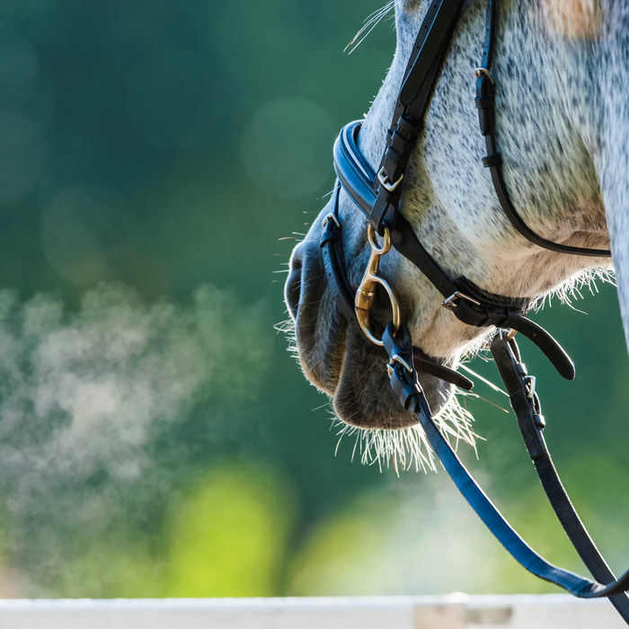 Luftvejsproblemer hos heste - management og fodring