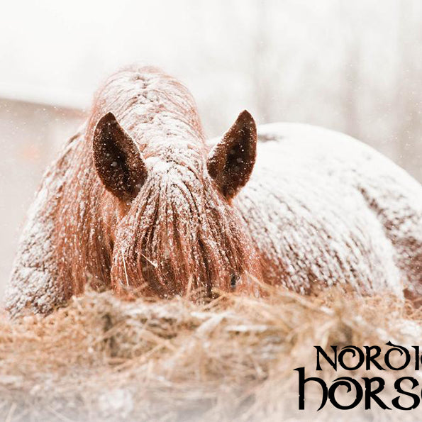 Husker du hesten i kulden ?