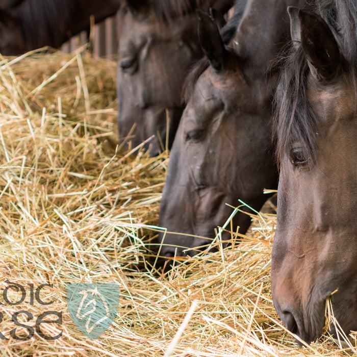Grovfoder - det vigtigste i hestens foderplan